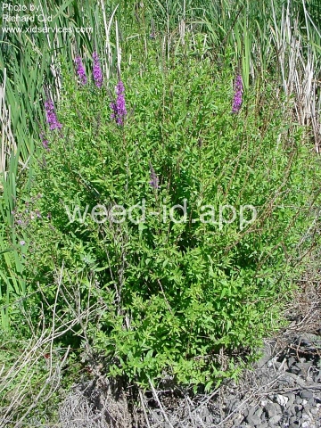 loosestrife, purple